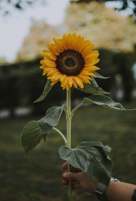 Fresh Sunflower Bouquet Stem
